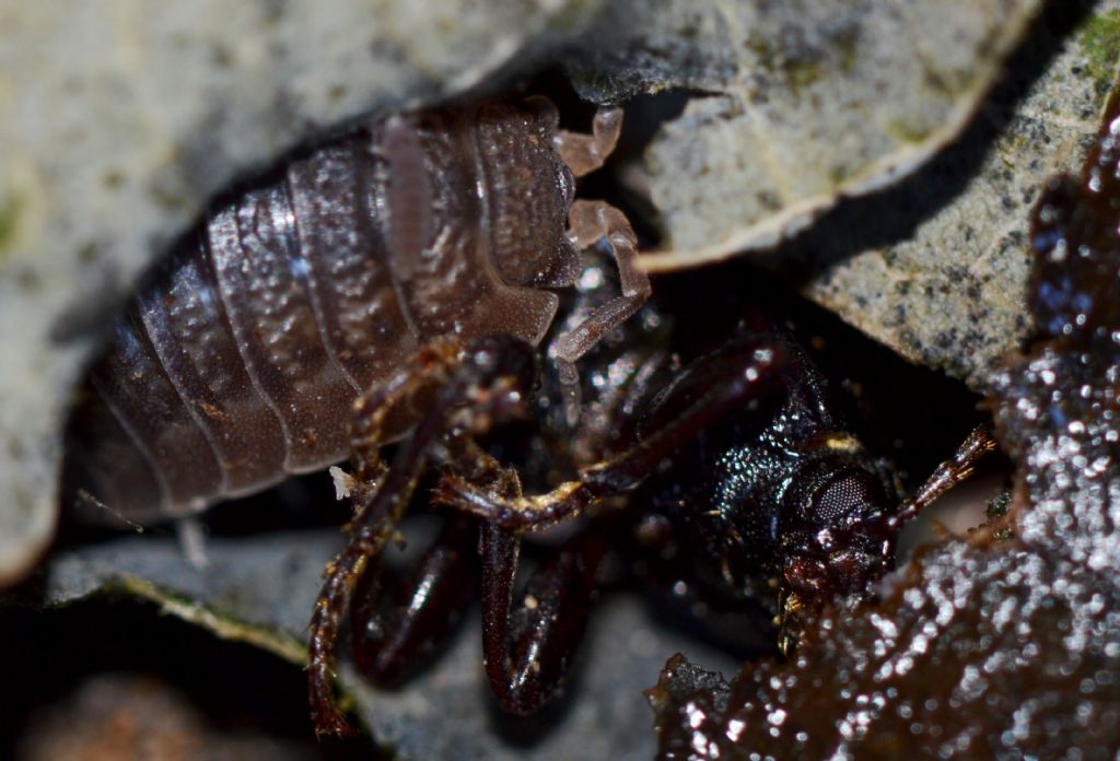 Oniscus - Porcellio ? (153)